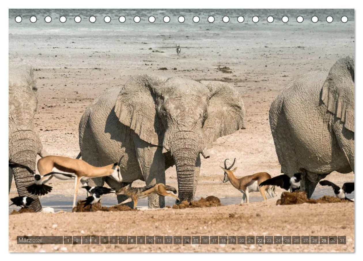 Bild: 9783457940129 | ETOSHA - Namibia Highlights (Tischkalender 2026 DIN A5 quer),...