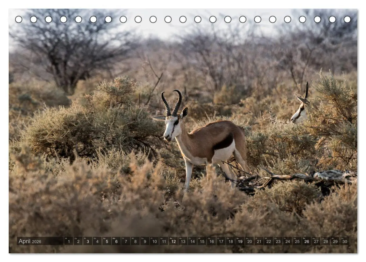 Bild: 9783457940129 | ETOSHA - Namibia Highlights (Tischkalender 2026 DIN A5 quer),...