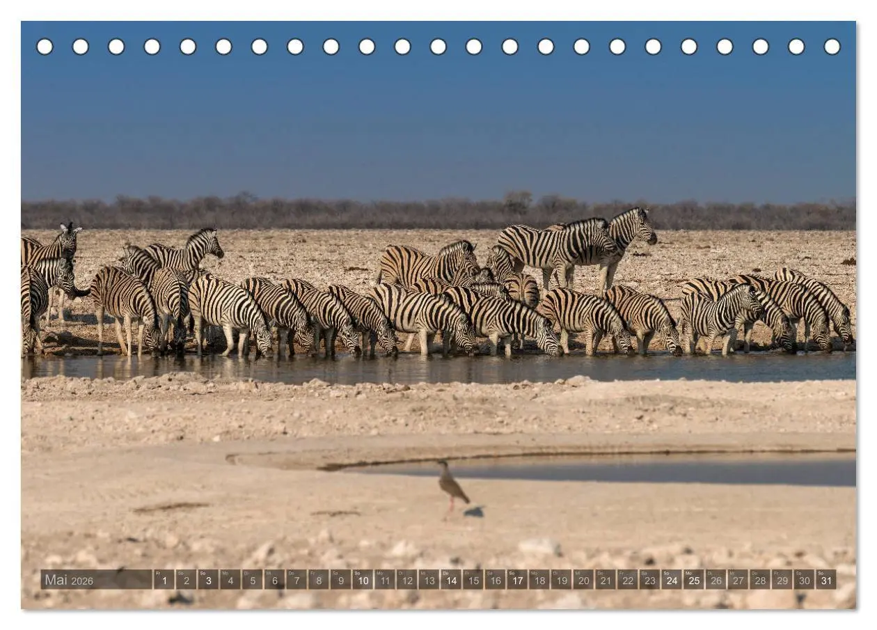 Bild: 9783457940129 | ETOSHA - Namibia Highlights (Tischkalender 2026 DIN A5 quer),...