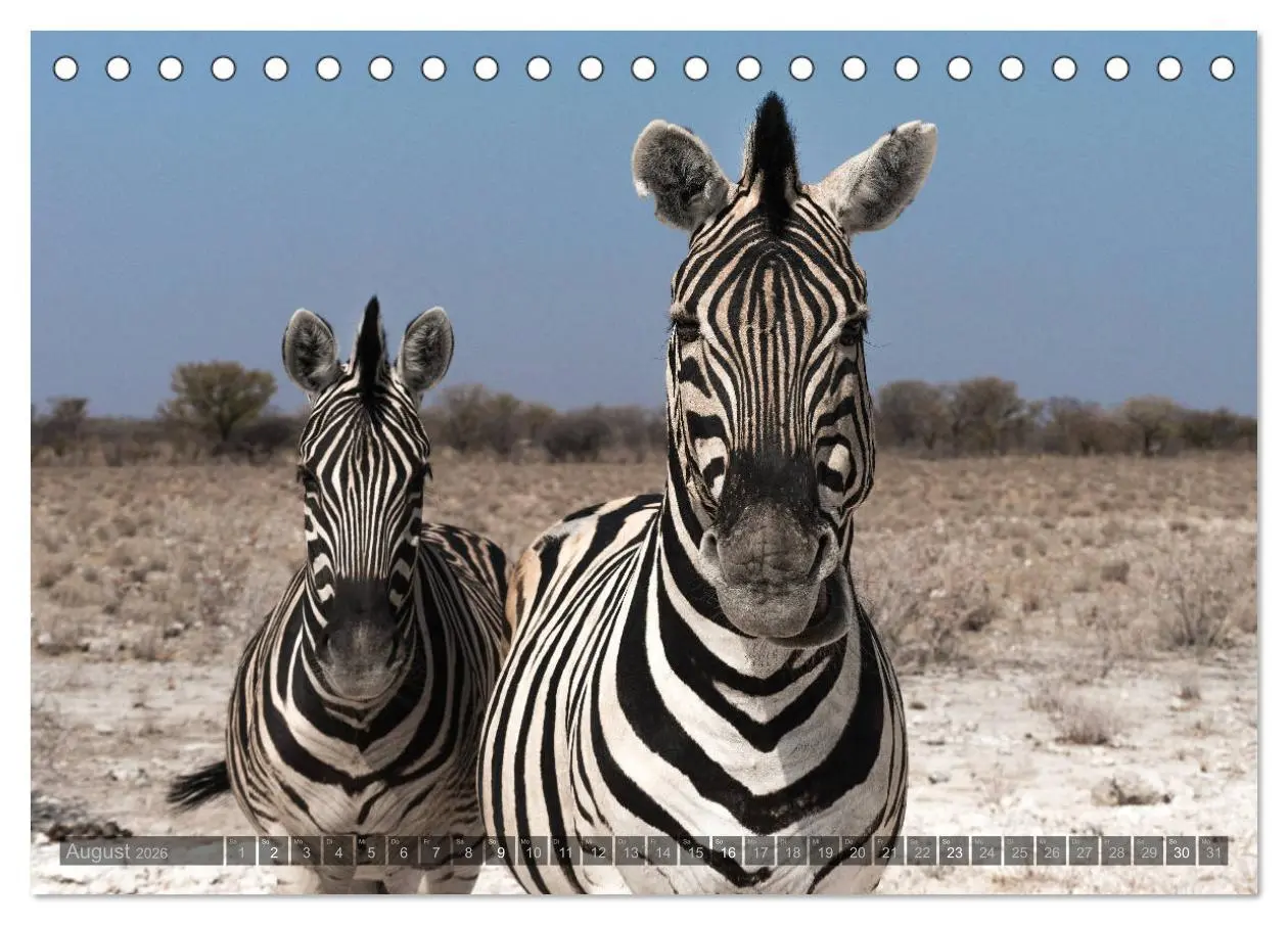 Bild: 9783457940129 | ETOSHA - Namibia Highlights (Tischkalender 2026 DIN A5 quer),...