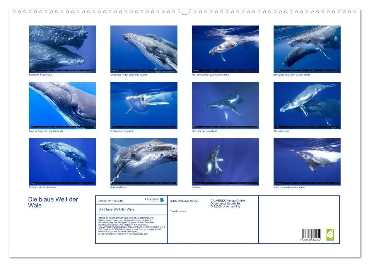 Bild: 9783435390229 | Die blaue Welt der Wale (Wandkalender 2025 DIN A2 quer), CALVENDO...