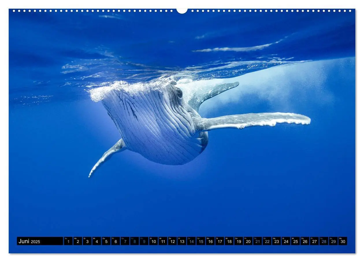 Bild: 9783435390229 | Die blaue Welt der Wale (Wandkalender 2025 DIN A2 quer), CALVENDO...
