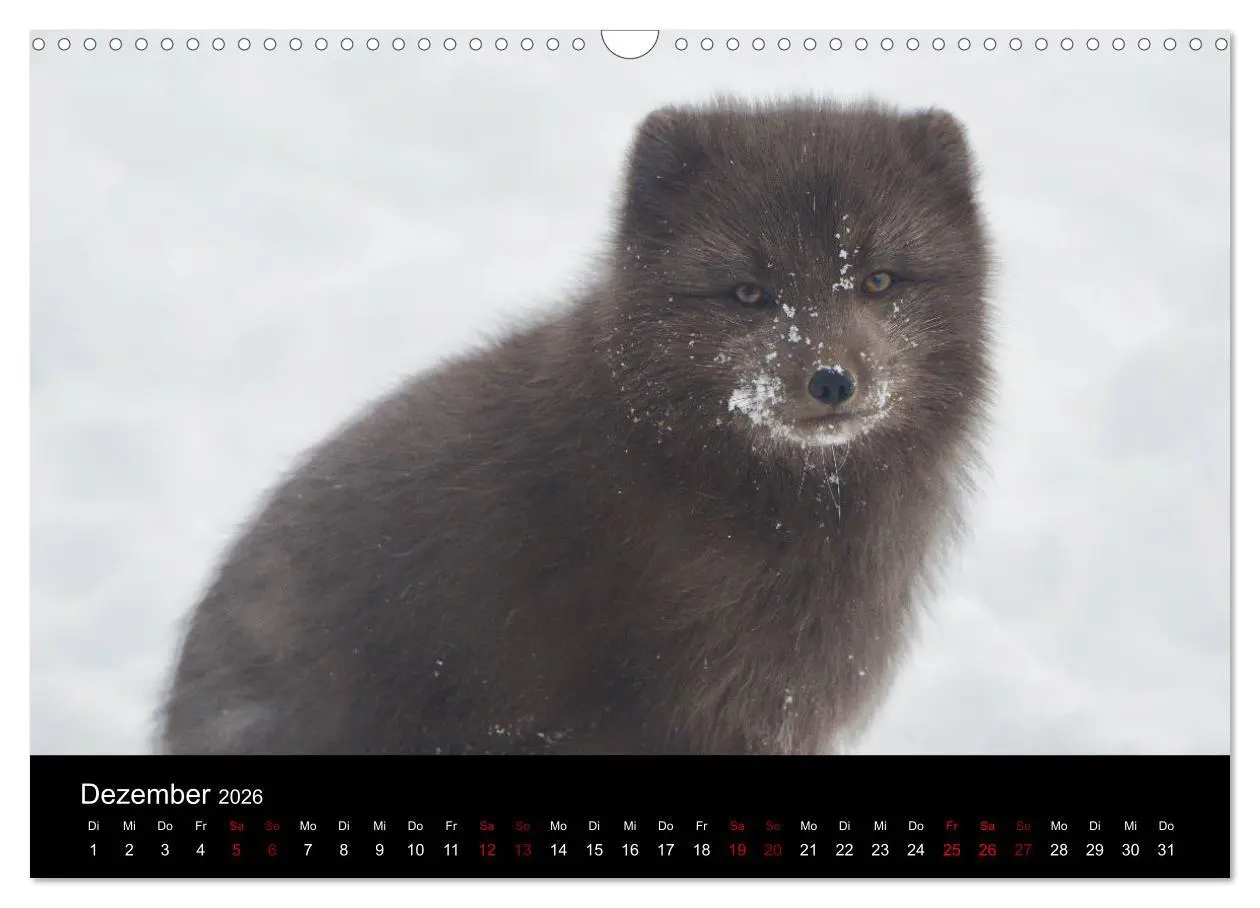 Bild: 9783457900529 | Polarfuchsstudien Wildlife (Wandkalender 2026 DIN A3 quer),...