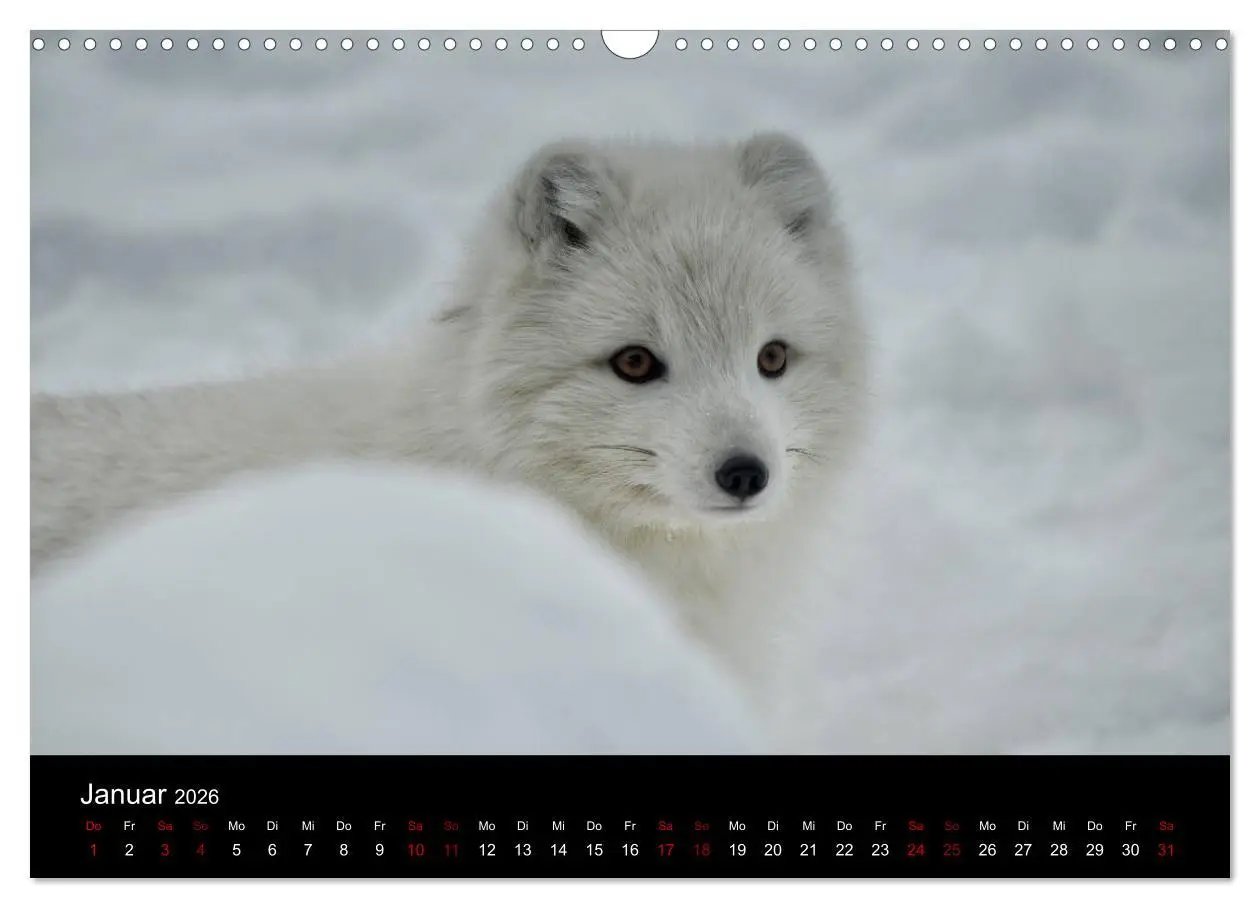 Bild: 9783457900529 | Polarfuchsstudien Wildlife (Wandkalender 2026 DIN A3 quer),...
