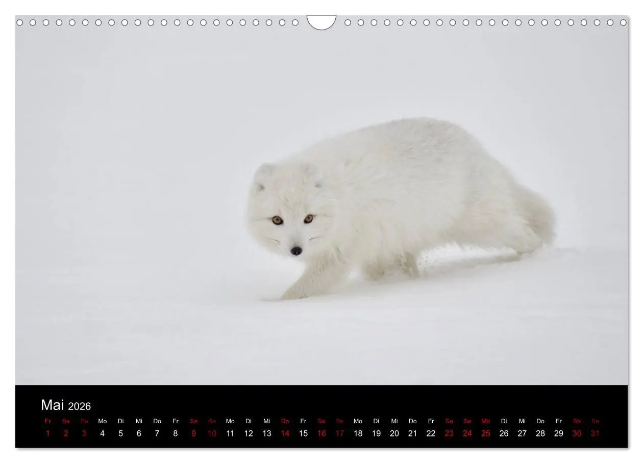 Bild: 9783457900529 | Polarfuchsstudien Wildlife (Wandkalender 2026 DIN A3 quer),...