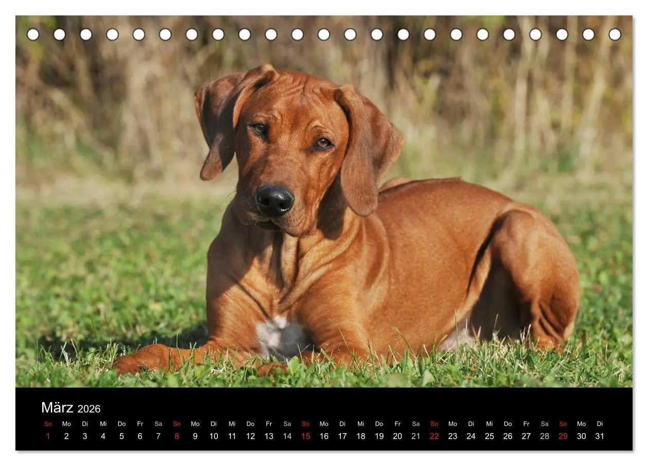 Bild: 9783516160529 | Rhodesian Ridgeback 2026 (Tischkalender 2026 DIN A5 quer), CALVENDO...
