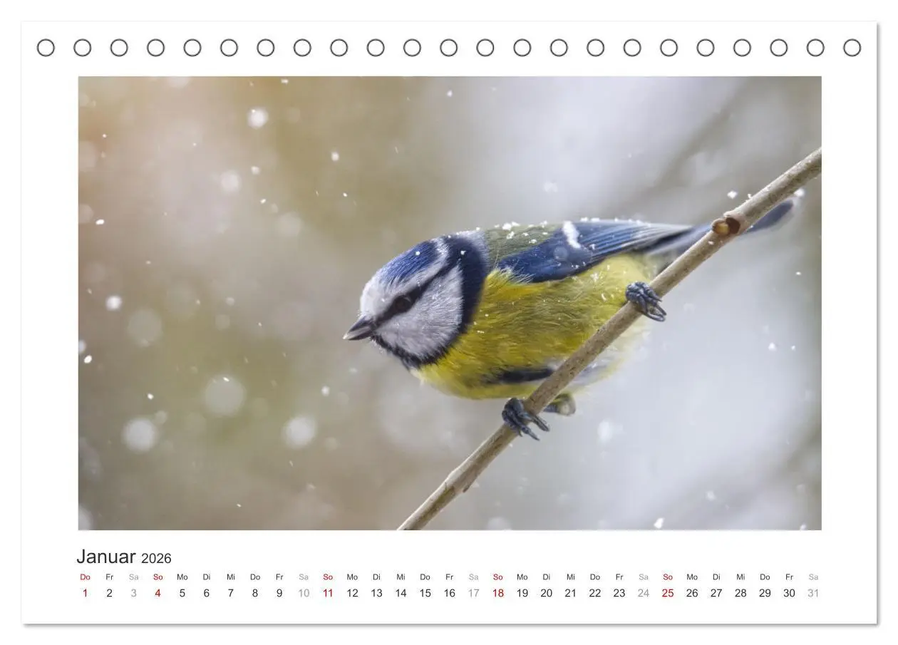 Bild: 9783457820629 | Gefiederte Gartengäste, Blaumeisen (Tischkalender 2026 DIN A5...