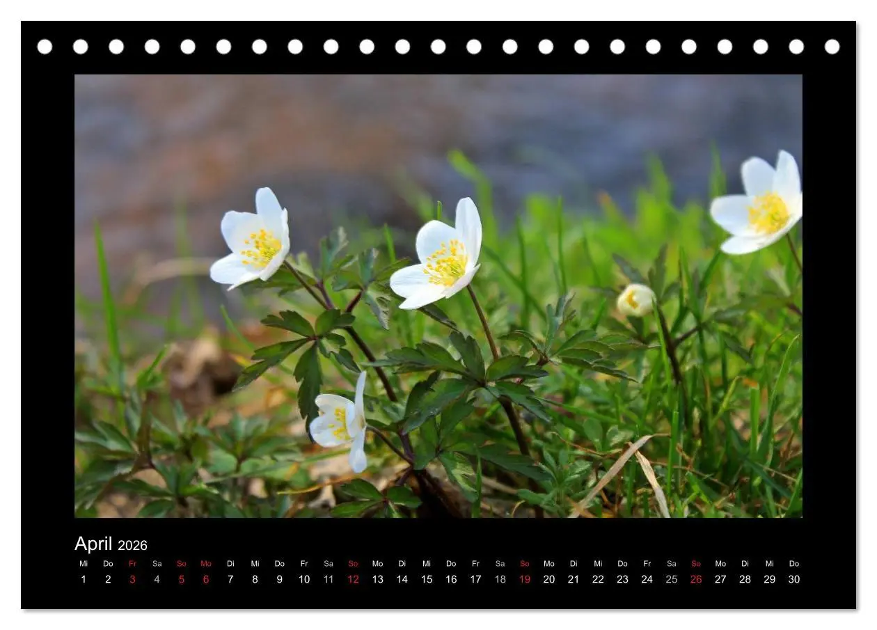 Bild: 9783516220629 | Landschaft Teufelsmoor / 2026 (Tischkalender 2026 DIN A5 quer),...