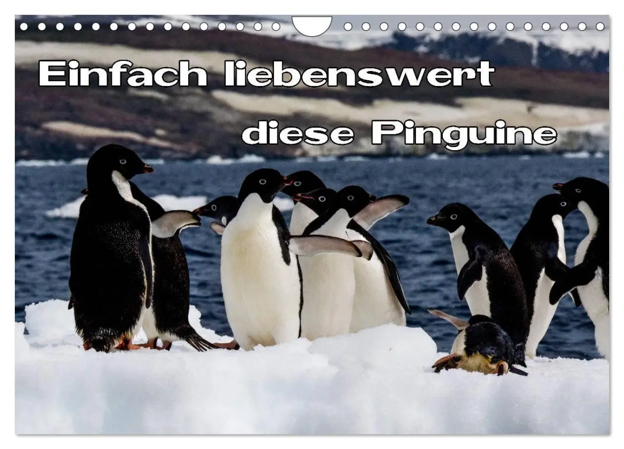 Cover: 9783457810729 | Einfach liebenswert diese Pinguine (Wandkalender 2026 DIN A4 quer),...