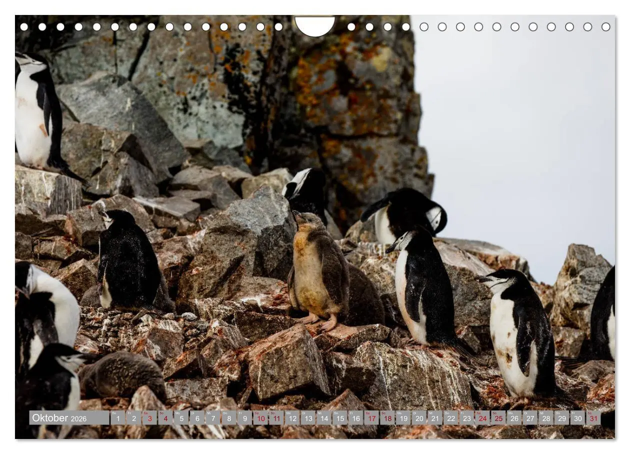 Bild: 9783457810729 | Einfach liebenswert diese Pinguine (Wandkalender 2026 DIN A4 quer),...