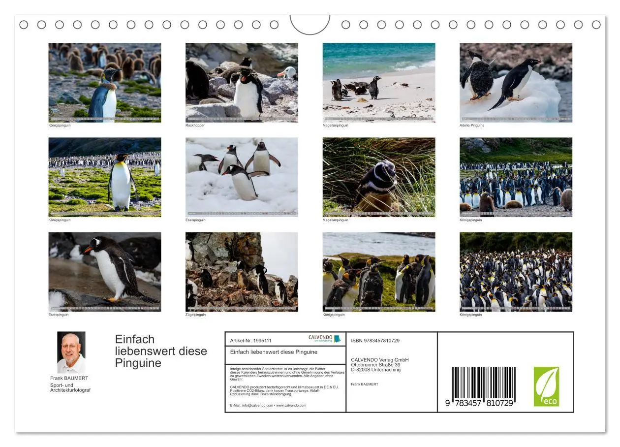 Bild: 9783457810729 | Einfach liebenswert diese Pinguine (Wandkalender 2026 DIN A4 quer),...
