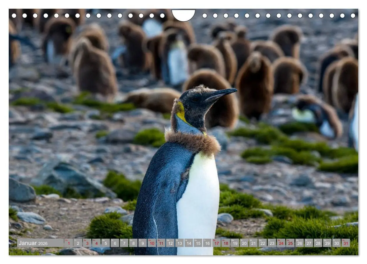 Bild: 9783457810729 | Einfach liebenswert diese Pinguine (Wandkalender 2026 DIN A4 quer),...