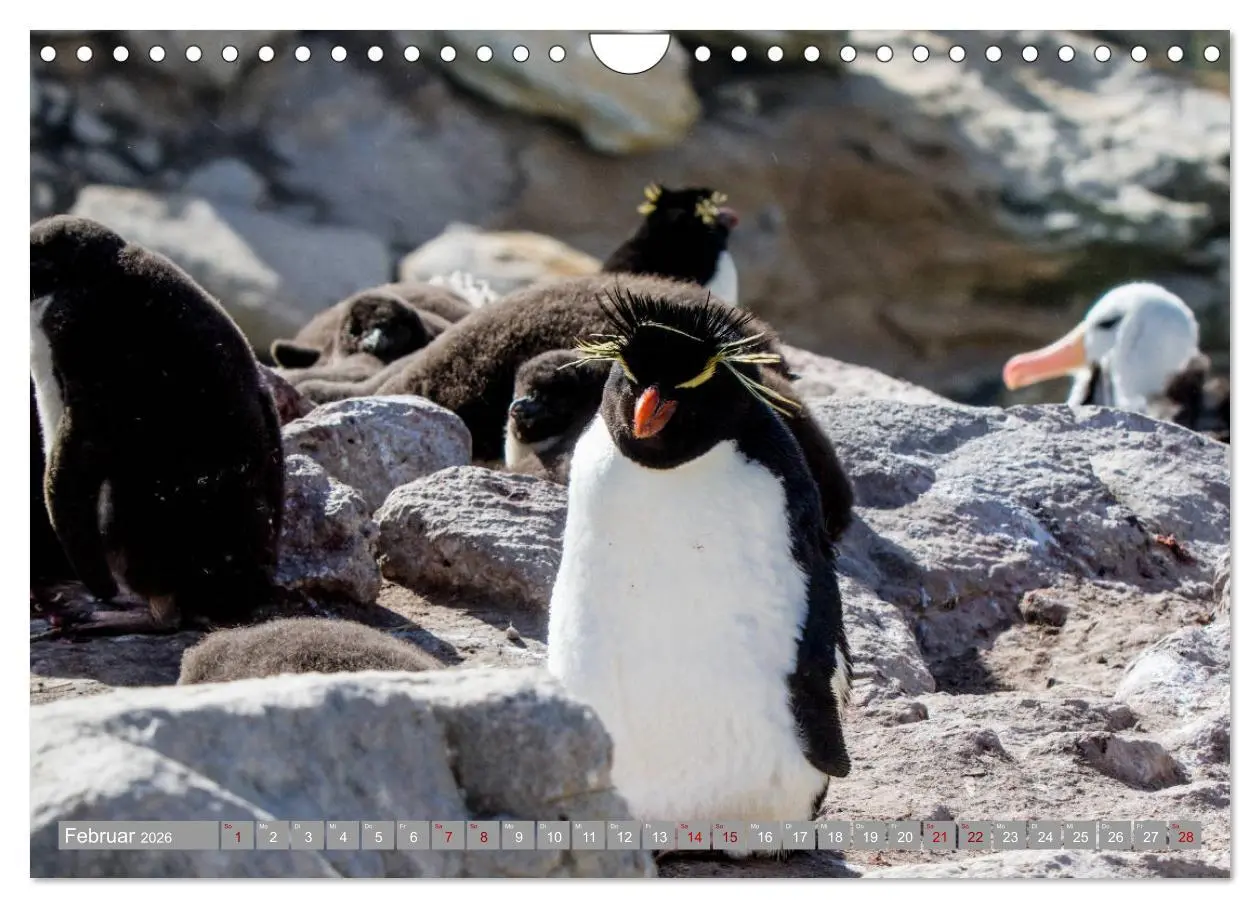 Bild: 9783457810729 | Einfach liebenswert diese Pinguine (Wandkalender 2026 DIN A4 quer),...