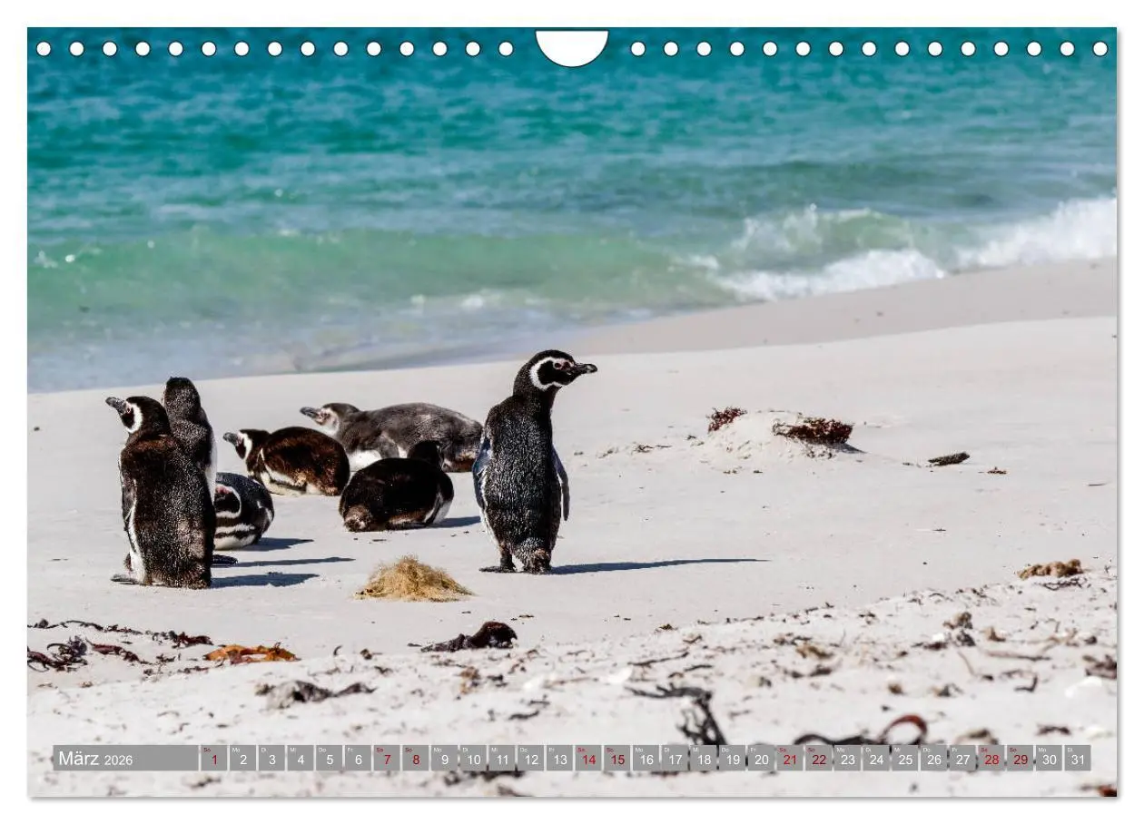Bild: 9783457810729 | Einfach liebenswert diese Pinguine (Wandkalender 2026 DIN A4 quer),...