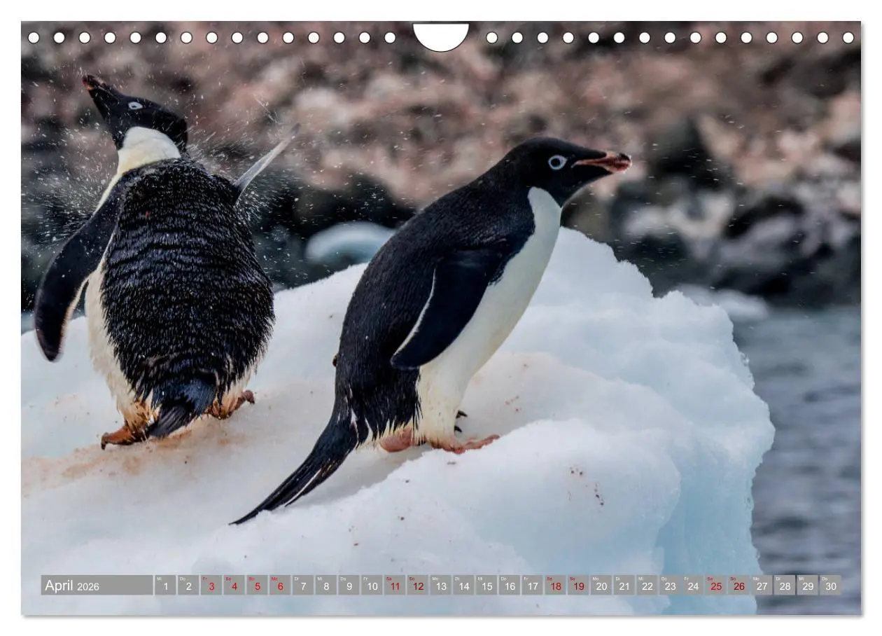 Bild: 9783457810729 | Einfach liebenswert diese Pinguine (Wandkalender 2026 DIN A4 quer),...