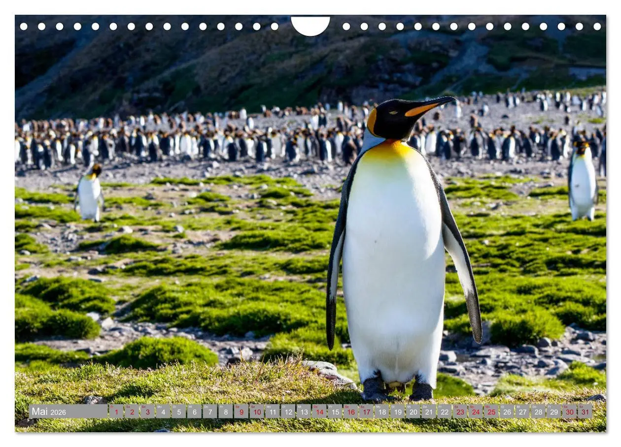Bild: 9783457810729 | Einfach liebenswert diese Pinguine (Wandkalender 2026 DIN A4 quer),...