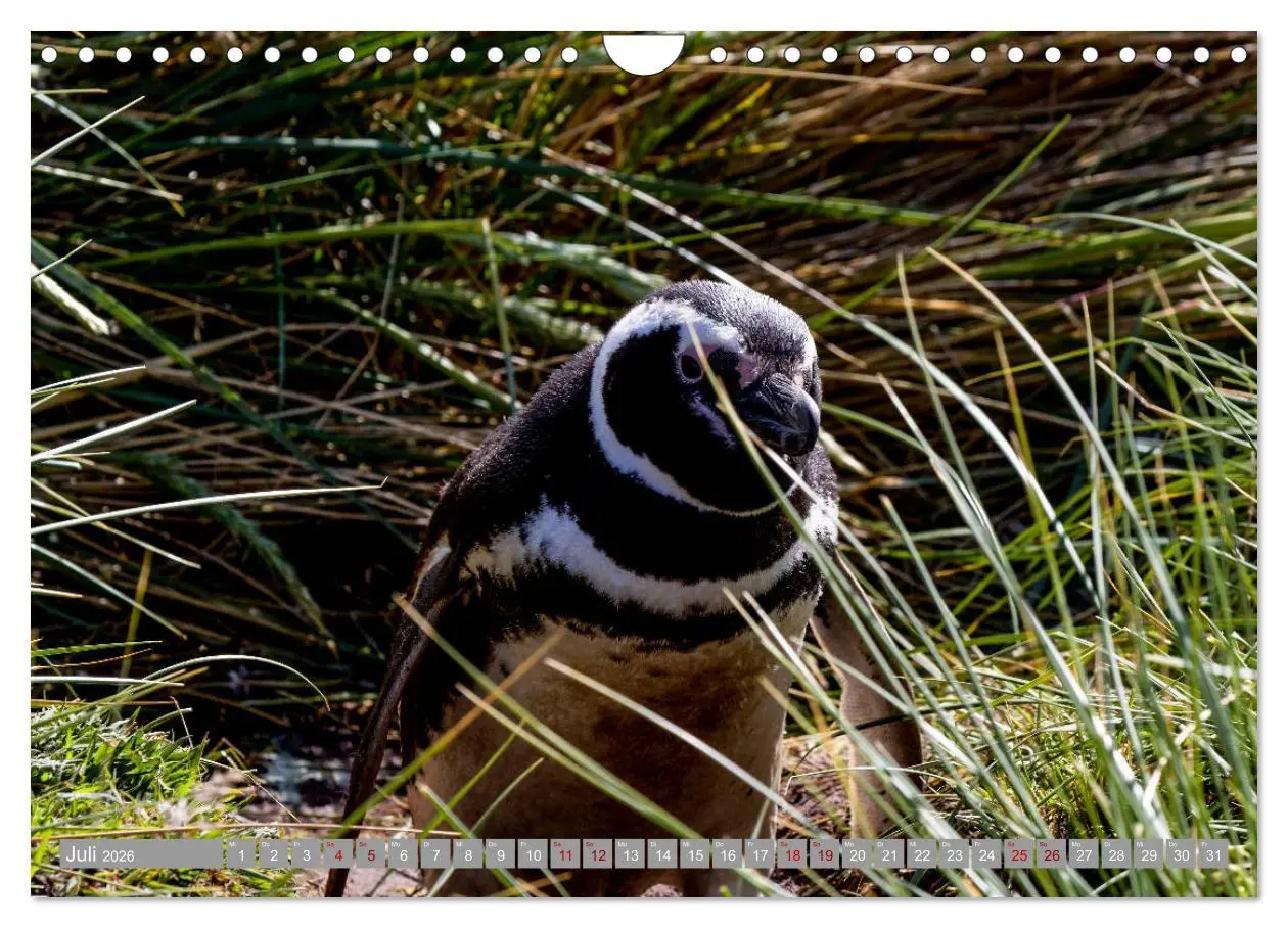 Bild: 9783457810729 | Einfach liebenswert diese Pinguine (Wandkalender 2026 DIN A4 quer),...