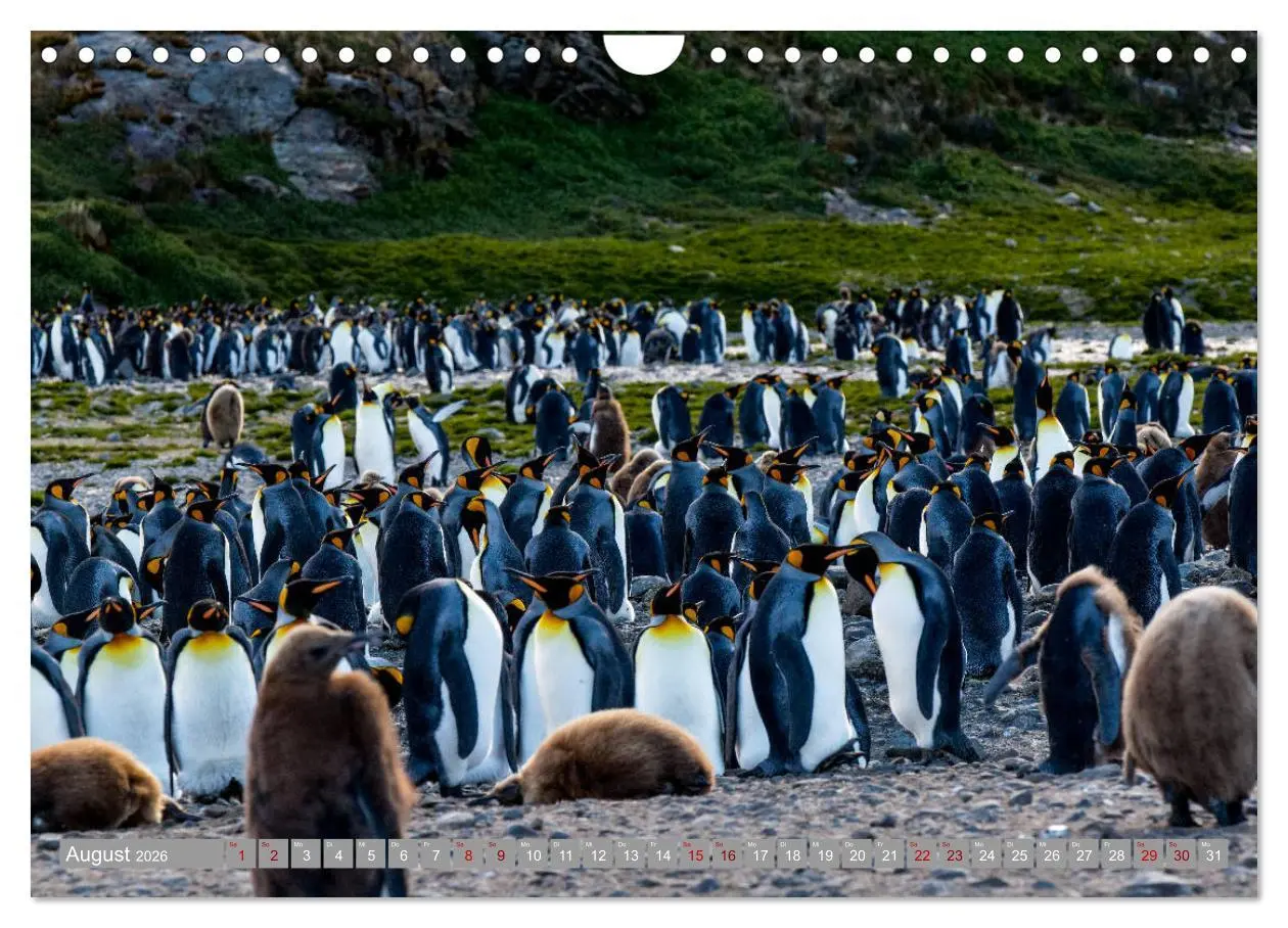 Bild: 9783457810729 | Einfach liebenswert diese Pinguine (Wandkalender 2026 DIN A4 quer),...