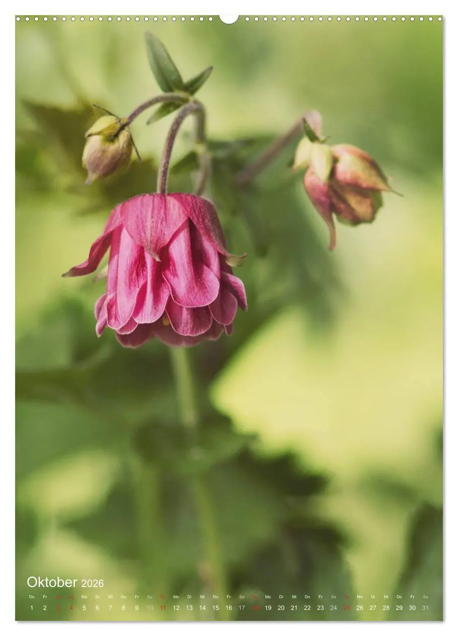 Bild: 9783516430929 | NATUR PUR Kleine Blumen am Wegesrand (hochwertiger Premium...