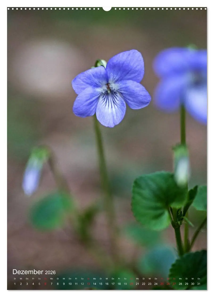 Bild: 9783516430929 | NATUR PUR Kleine Blumen am Wegesrand (hochwertiger Premium...