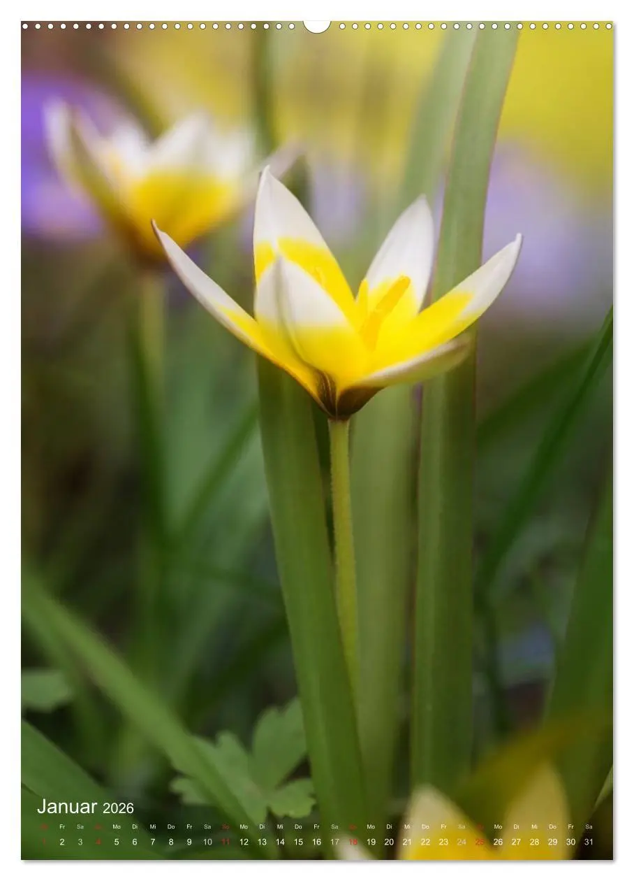 Bild: 9783516430929 | NATUR PUR Kleine Blumen am Wegesrand (hochwertiger Premium...