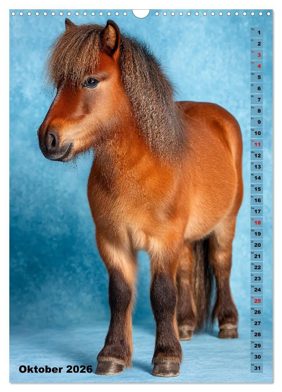 Bild: 9783516670929 | Das Leben ist ein Ponyhof - Zwergponys im Studiolicht (Wandkalender...