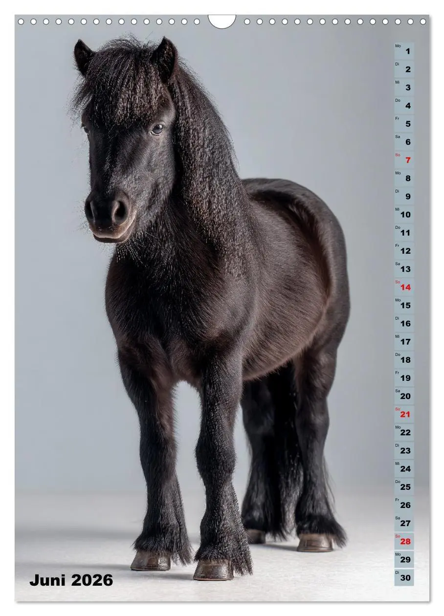 Bild: 9783516670929 | Das Leben ist ein Ponyhof - Zwergponys im Studiolicht (Wandkalender...