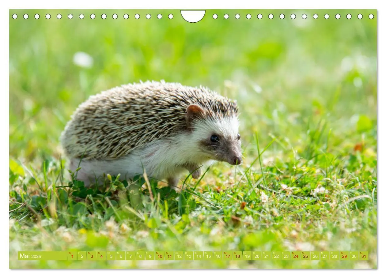 Bild: 9783435071029 | Atelerix - Afrikanische Weißbauchigel (Wandkalender 2025 DIN A4...