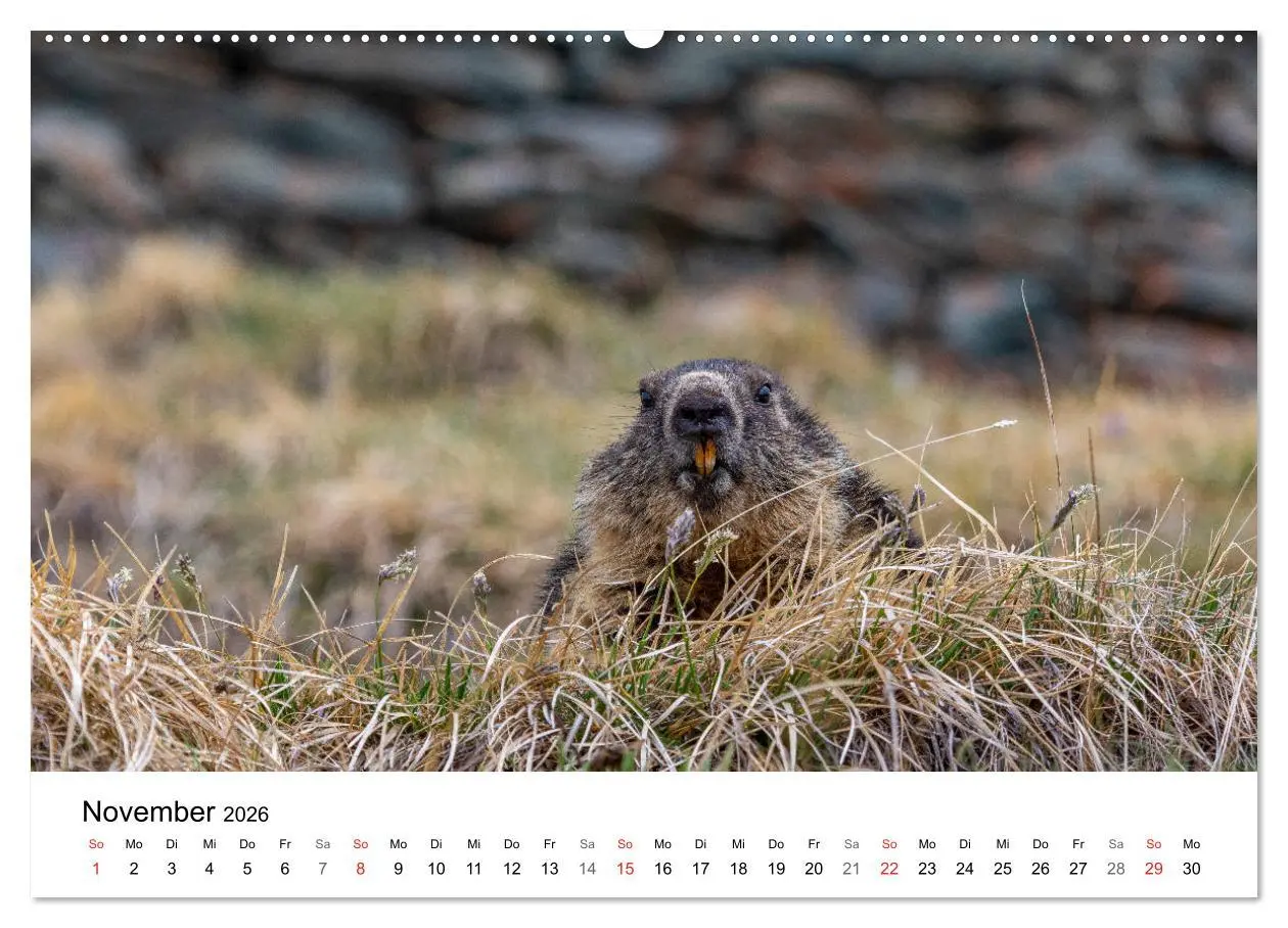 Bild: 9783457691229 | Grüße aus Kärnten (hochwertiger Premium Wandkalender 2026 DIN A2...