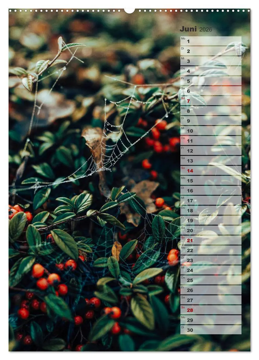 Bild: 9783516381429 | Kalender - Natur im Detail (hochwertiger Premium Wandkalender 2026...