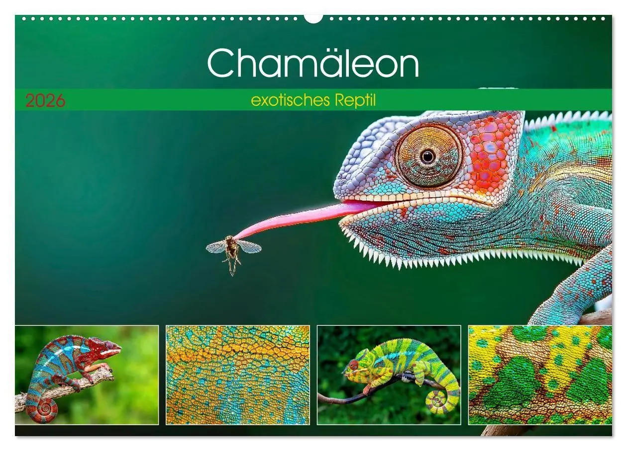 Cover: 9783516691429 | Chamäleon - exotisches Reptil (Wandkalender 2026 DIN A2 quer),...