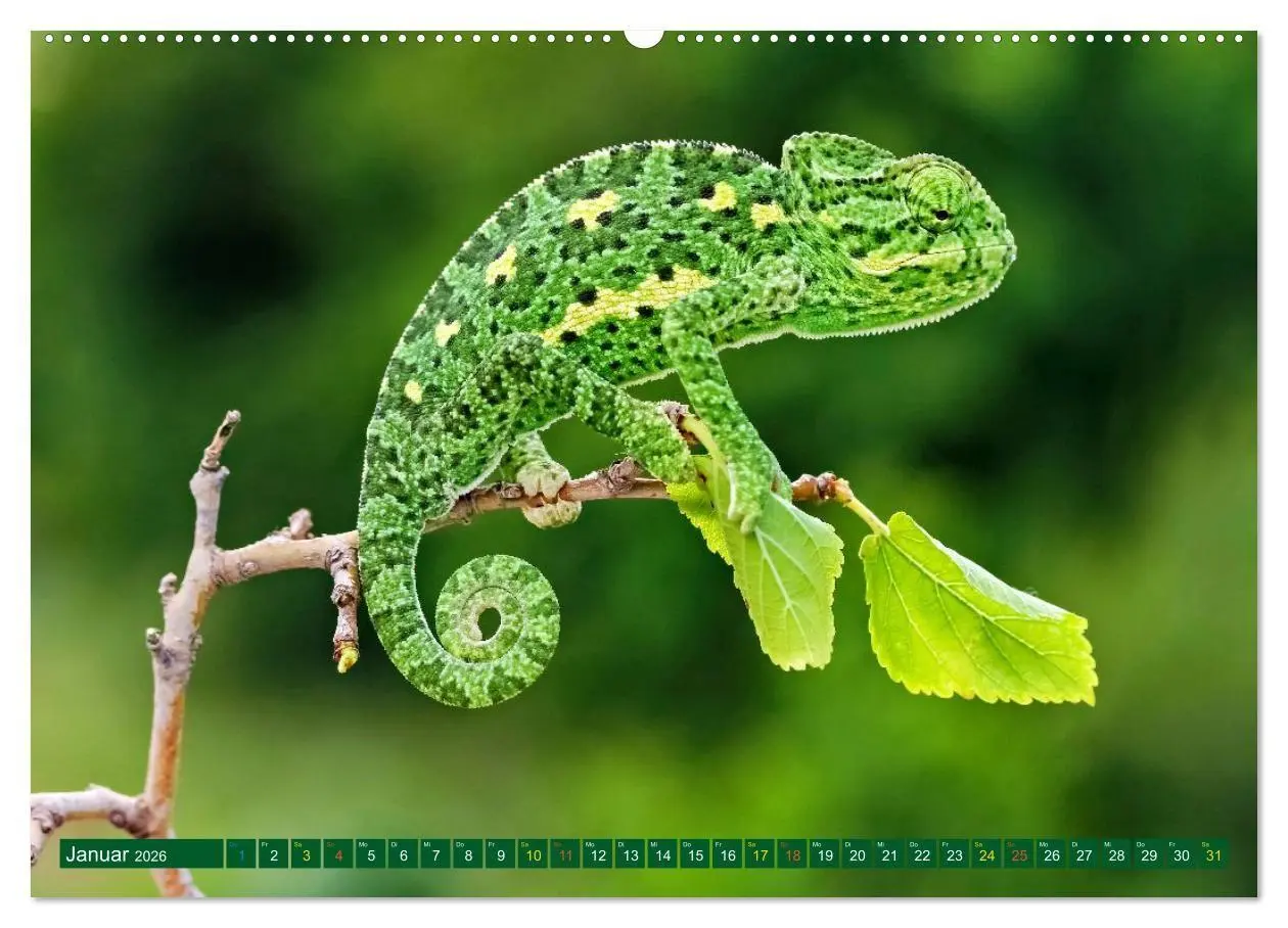 Bild: 9783516691429 | Chamäleon - exotisches Reptil (Wandkalender 2026 DIN A2 quer),...
