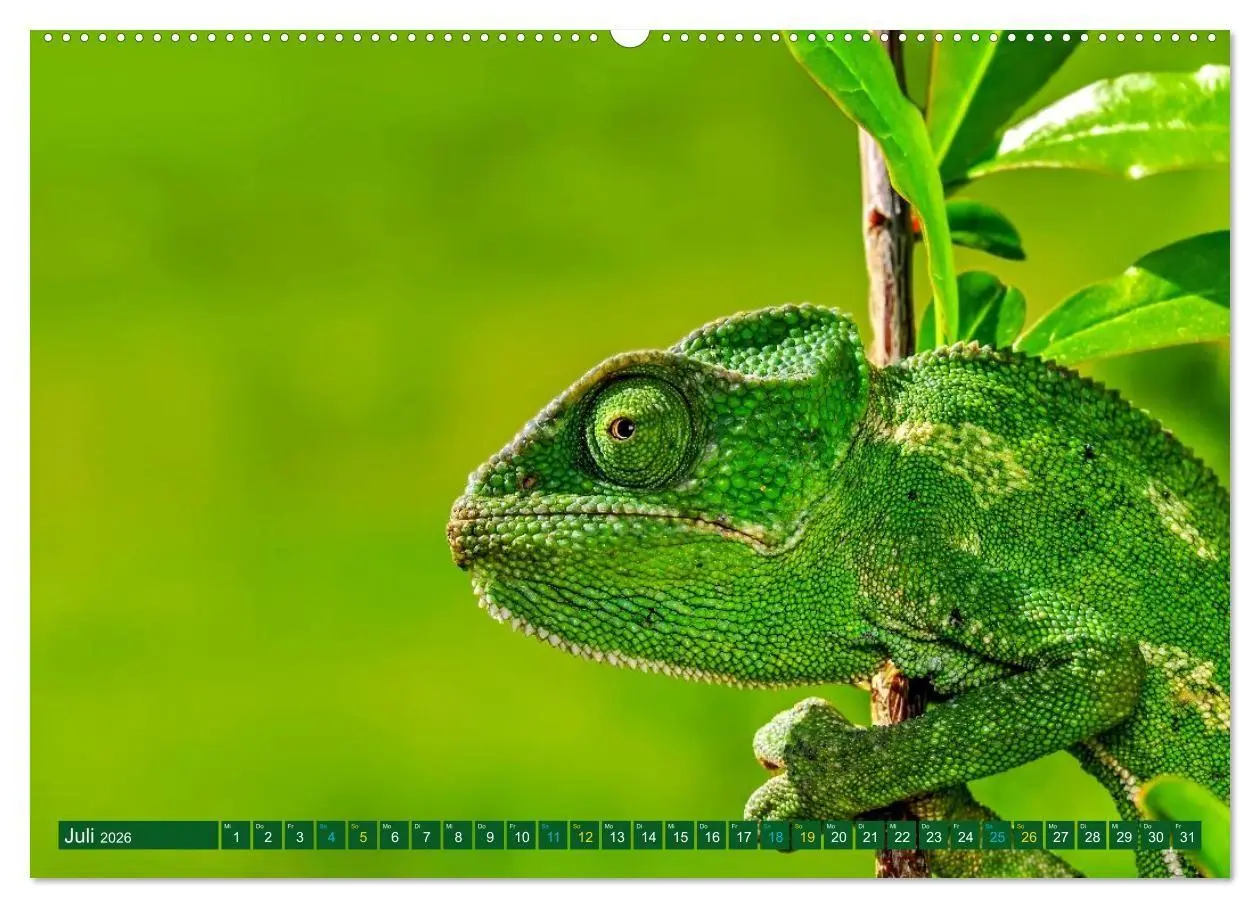 Bild: 9783516691429 | Chamäleon - exotisches Reptil (Wandkalender 2026 DIN A2 quer),...