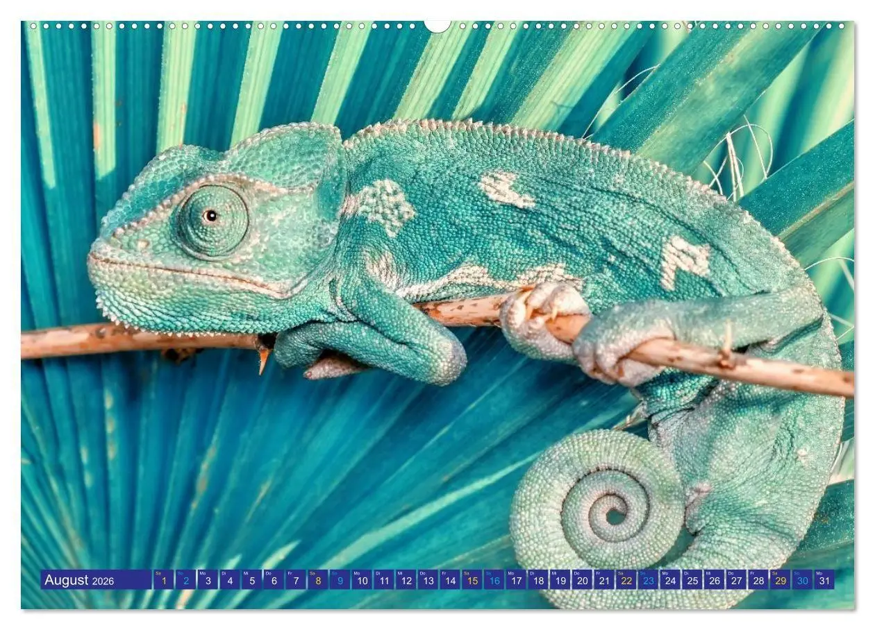 Bild: 9783516691429 | Chamäleon - exotisches Reptil (Wandkalender 2026 DIN A2 quer),...