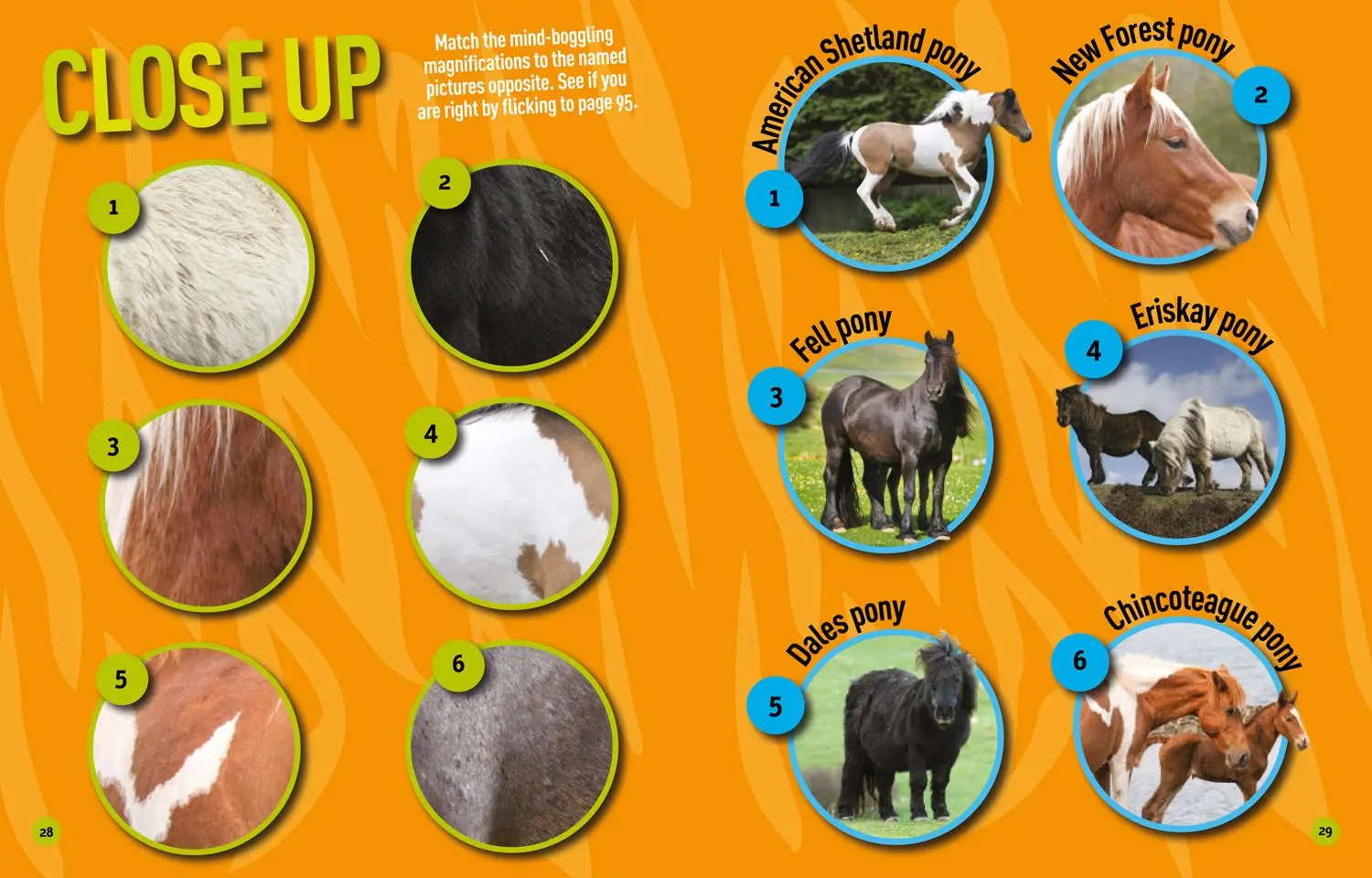 Bild: 9780008321529 | NGK PUZZLE BK HORSES &amp; PONIES | National Geographic Kids | Taschenbuch