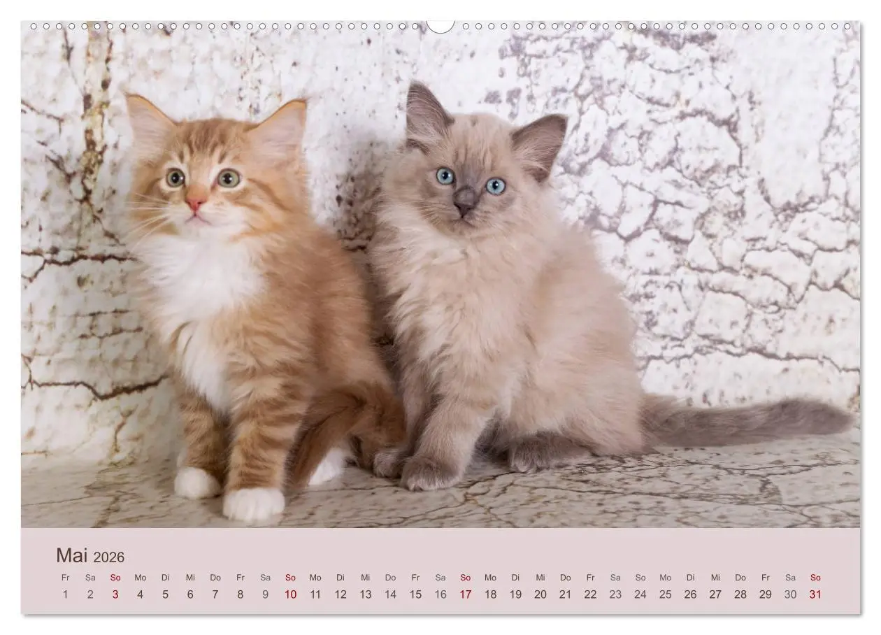 Bild: 9783457731529 | Verspielte Ragdolls -Sanfte Katzen in seidigem Haarkleid...
