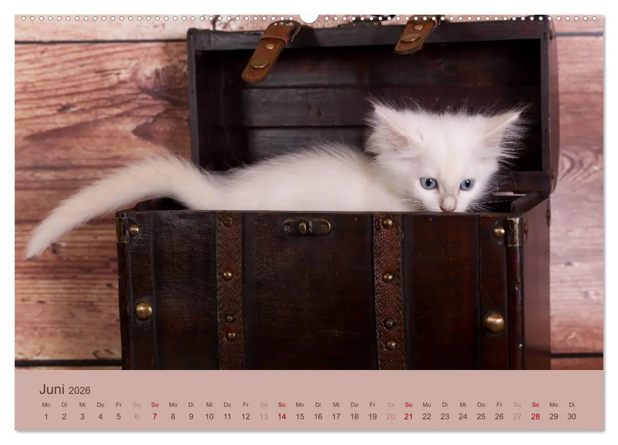 Bild: 9783457731529 | Verspielte Ragdolls -Sanfte Katzen in seidigem Haarkleid...