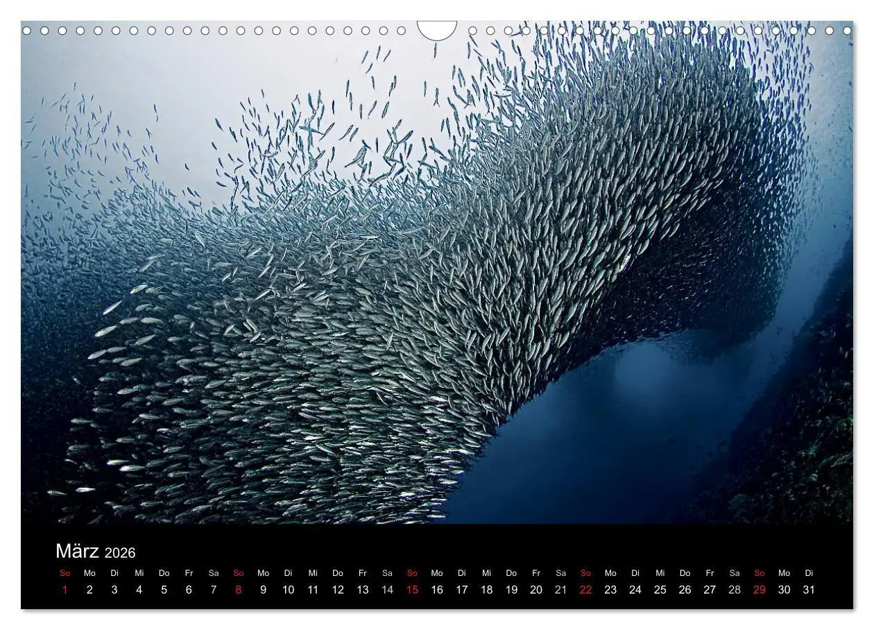 Bild: 9783516061529 | Fischschwärme (Wandkalender 2026 DIN A3 quer), CALVENDO Monatskalender
