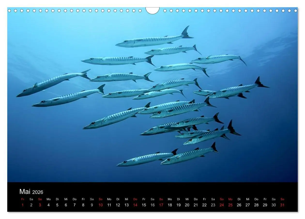 Bild: 9783516061529 | Fischschwärme (Wandkalender 2026 DIN A3 quer), CALVENDO Monatskalender