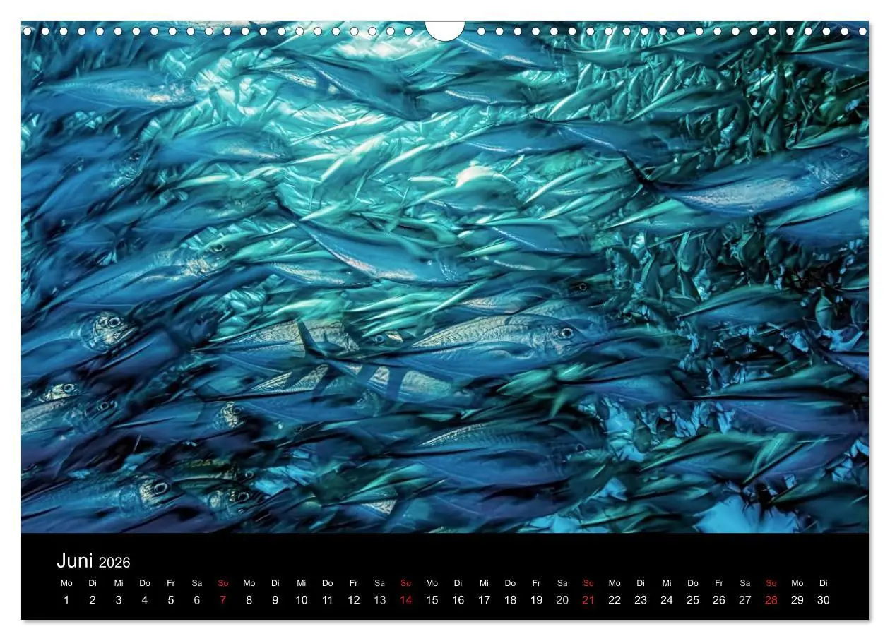 Bild: 9783516061529 | Fischschwärme (Wandkalender 2026 DIN A3 quer), CALVENDO Monatskalender