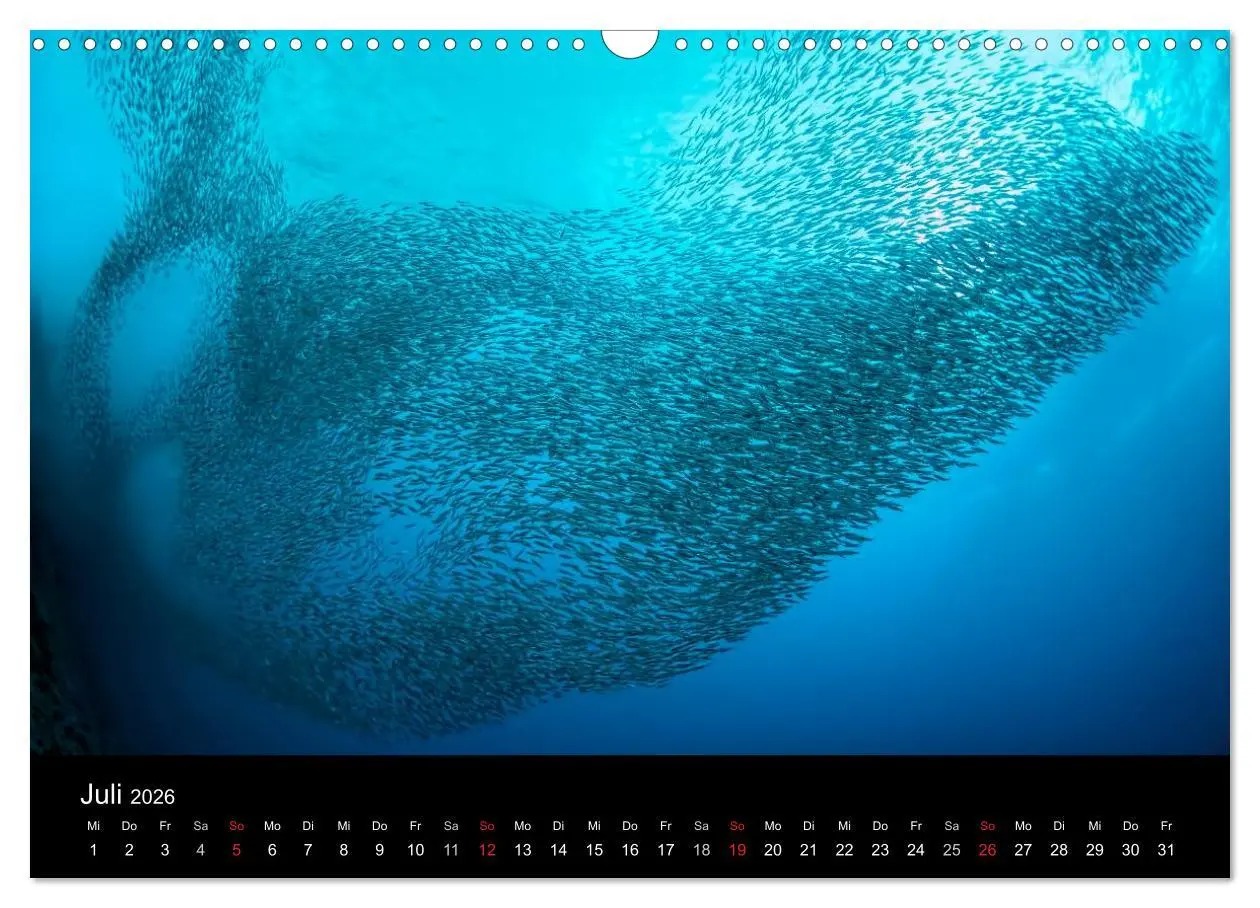 Bild: 9783516061529 | Fischschwärme (Wandkalender 2026 DIN A3 quer), CALVENDO Monatskalender
