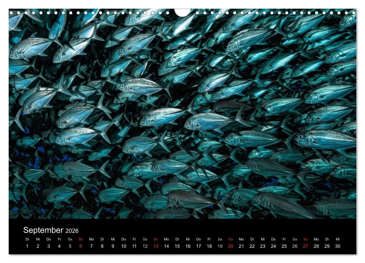 Bild: 9783516061529 | Fischschwärme (Wandkalender 2026 DIN A3 quer), CALVENDO Monatskalender