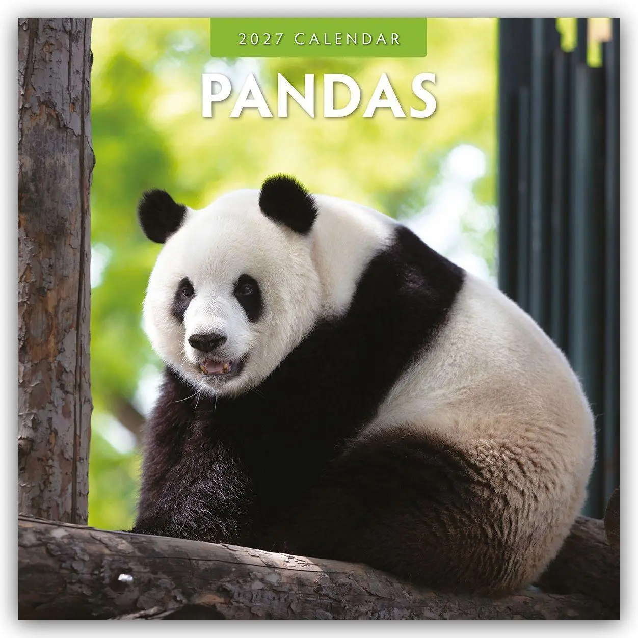 Cover: 9781837011629 | Pandas - Pandabären 2027 - 16-Monatskalender | Robin Red | Kalender