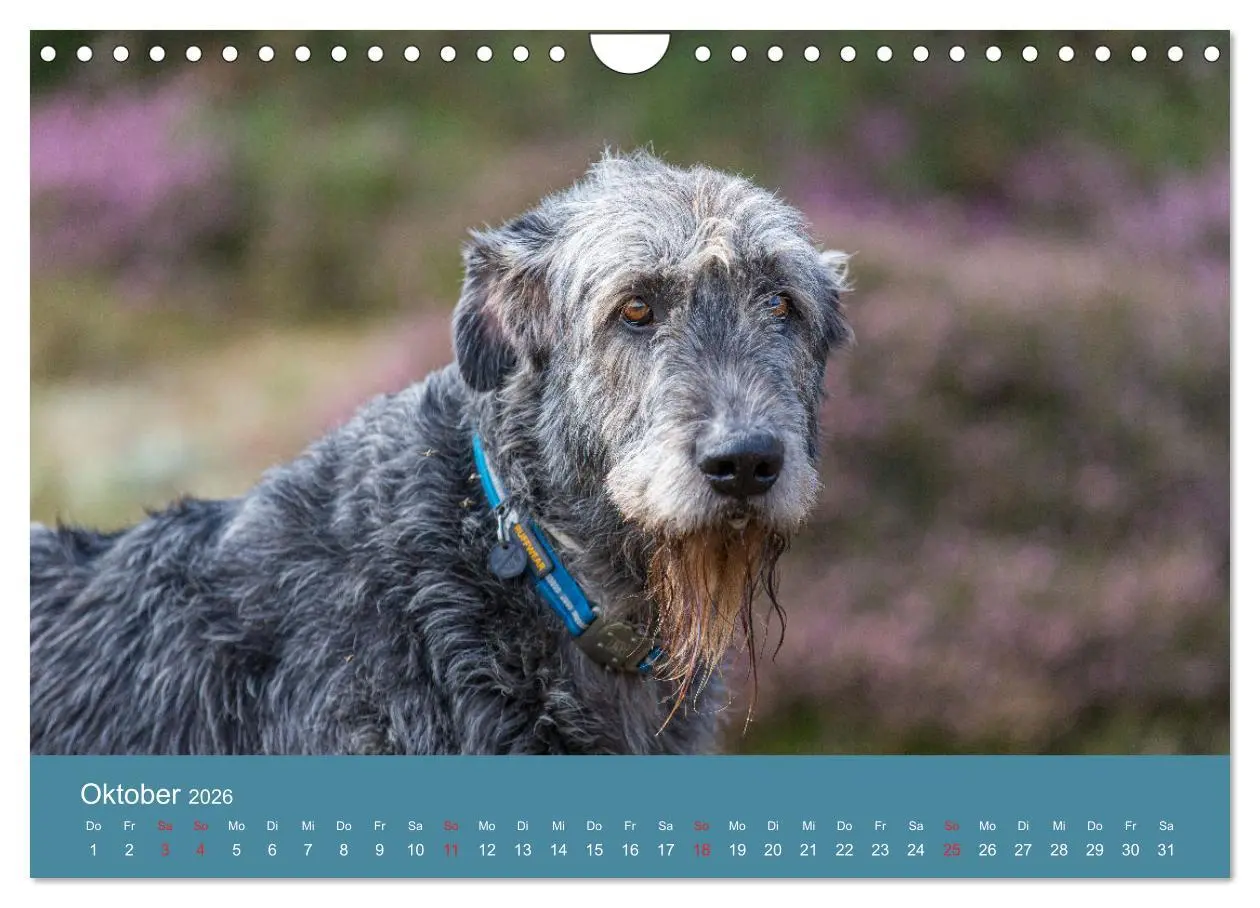 Bild: 9783457891629 | Irische Wolfshunde (Wandkalender 2026 DIN A4 quer), CALVENDO...