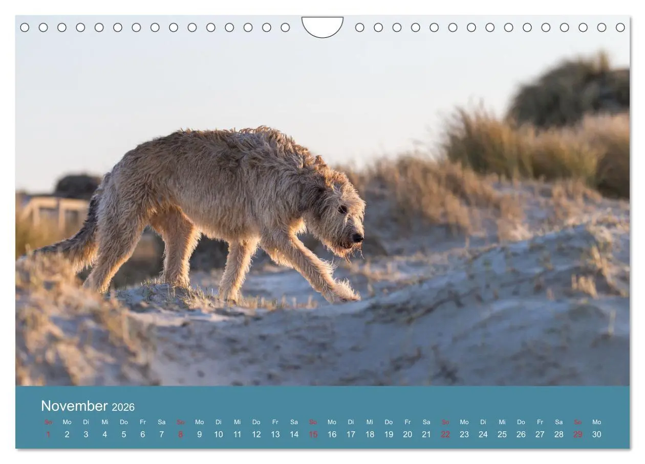 Bild: 9783457891629 | Irische Wolfshunde (Wandkalender 2026 DIN A4 quer), CALVENDO...