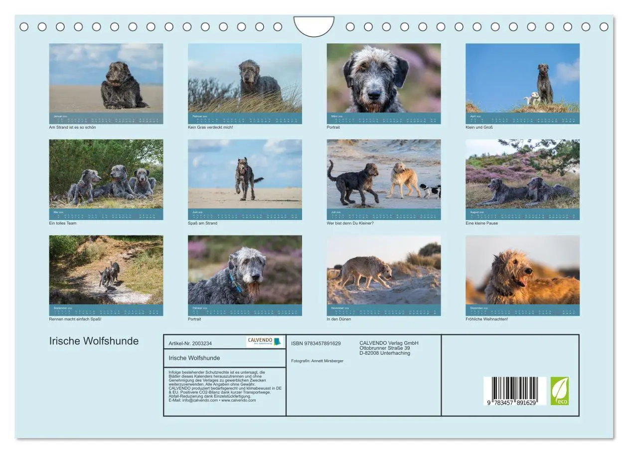 Bild: 9783457891629 | Irische Wolfshunde (Wandkalender 2026 DIN A4 quer), CALVENDO...