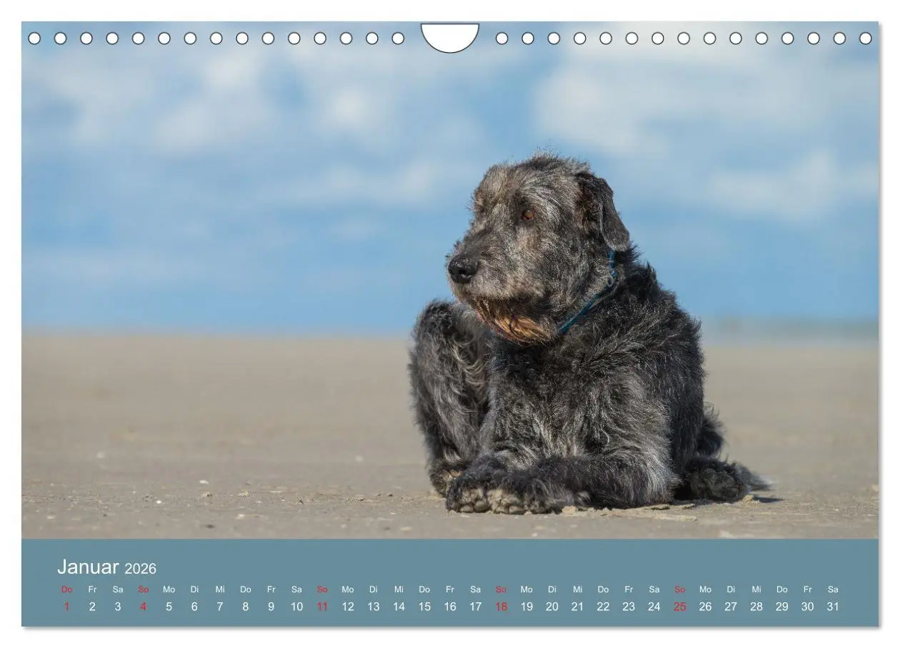 Bild: 9783457891629 | Irische Wolfshunde (Wandkalender 2026 DIN A4 quer), CALVENDO...