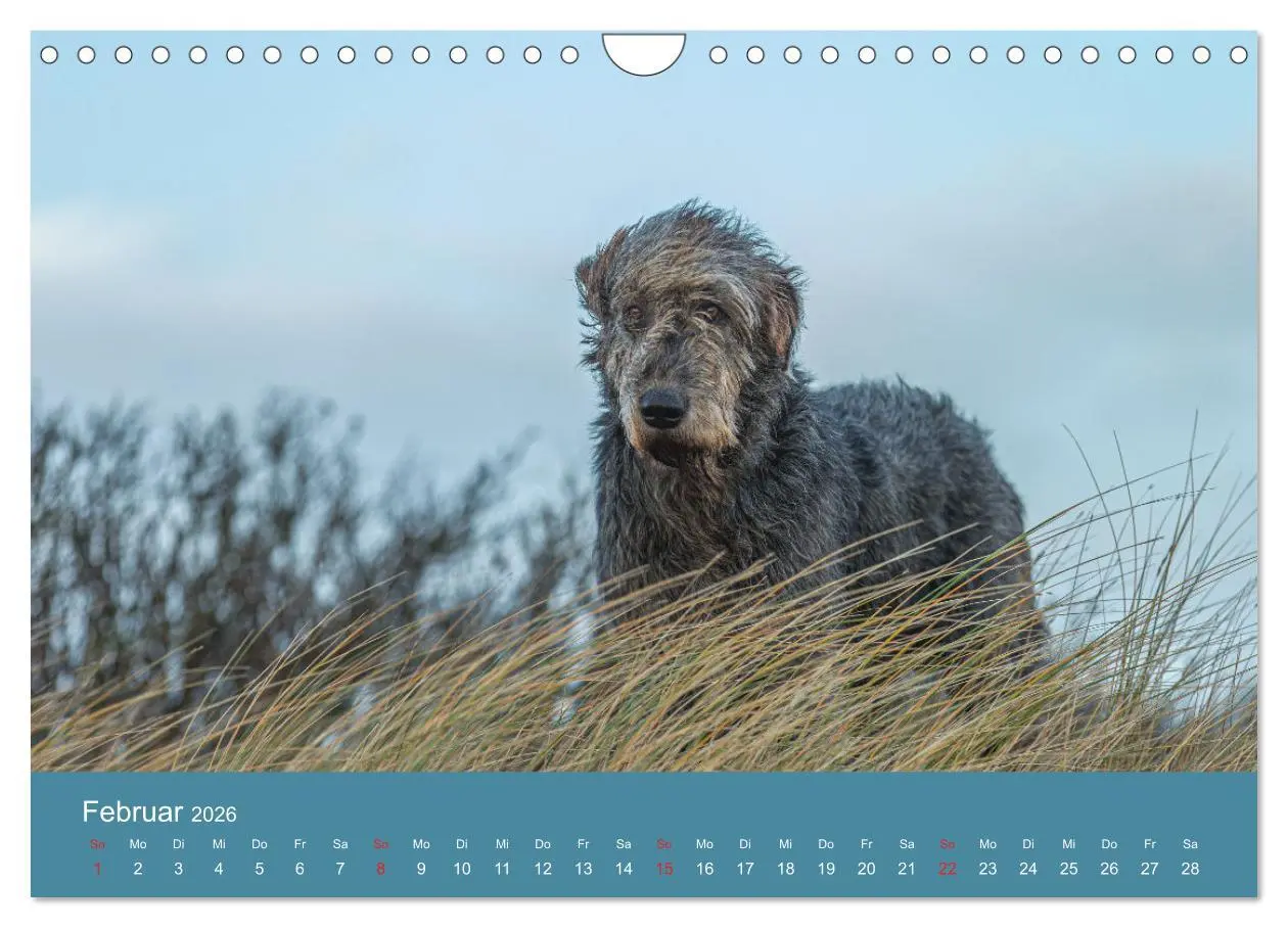 Bild: 9783457891629 | Irische Wolfshunde (Wandkalender 2026 DIN A4 quer), CALVENDO...