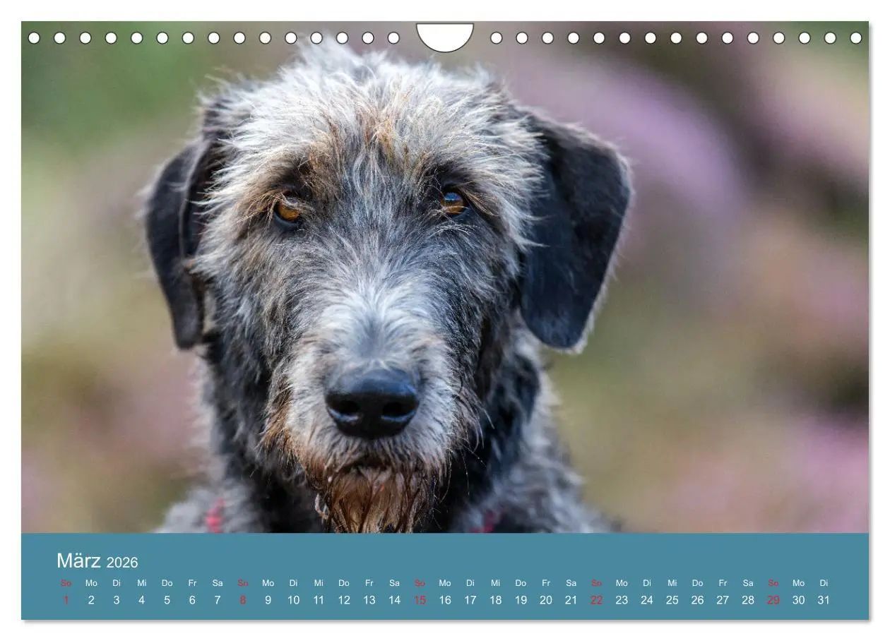Bild: 9783457891629 | Irische Wolfshunde (Wandkalender 2026 DIN A4 quer), CALVENDO...