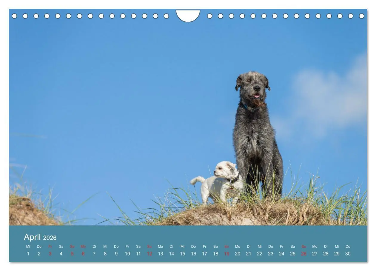 Bild: 9783457891629 | Irische Wolfshunde (Wandkalender 2026 DIN A4 quer), CALVENDO...